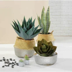 Plantas De Interior><noscript><img width=