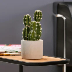 Plantas De Interior><noscript><img width=