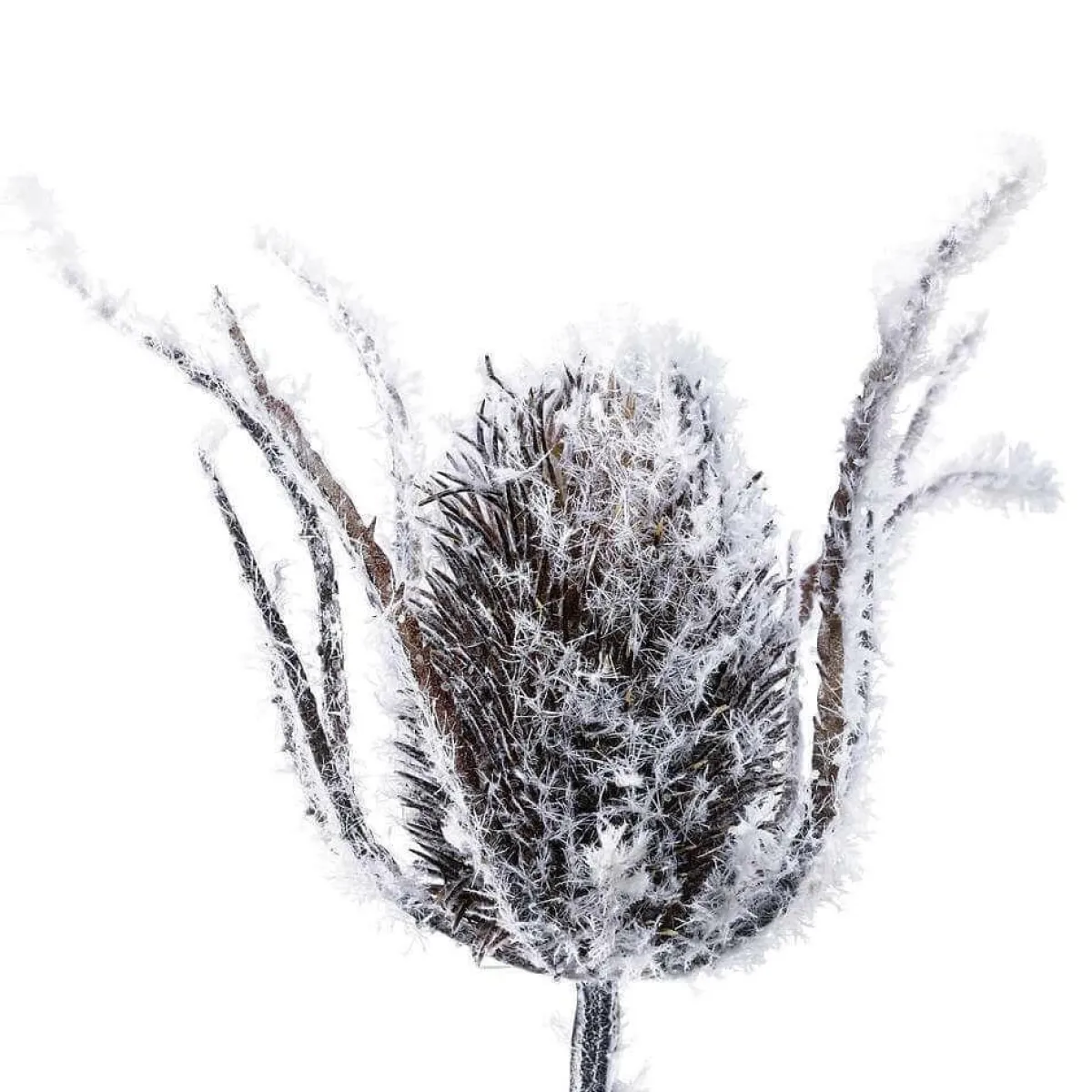 Decoración De Invierno|Ramas Y Ramitas>DecoWoerner Cardo De Rama Artístico Nevado, 74 Cm blanco