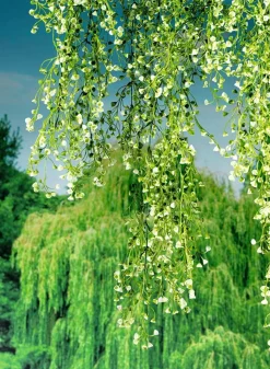 Plantas Verdes|Plantas Colgantes><noscript><img width=