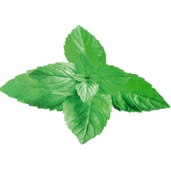 Decoración De Verano|Verduras Y Hierbas>DecoWoerner Expositor Para Colgar "Menta" 42 X 55 Cm verde