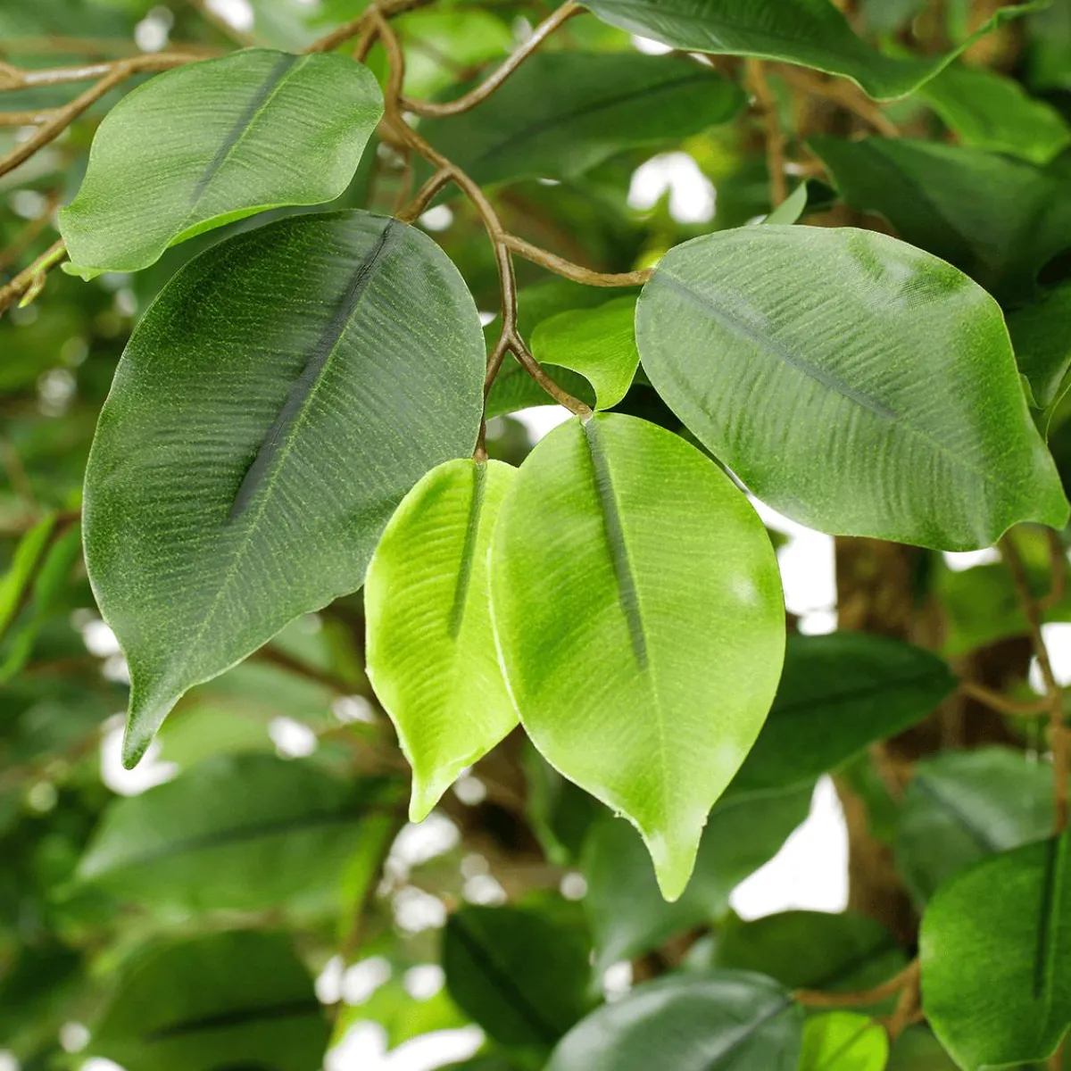 Decoración De Verano|Decoración De Primavera>DecoWoerner Ficus Artificial Con Pie 245 Cm verde