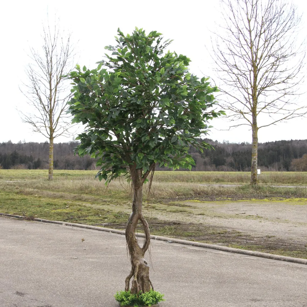 Decoración De Verano|Decoración De Primavera>DecoWoerner Ficus Artificial Con Pie 245 Cm verde