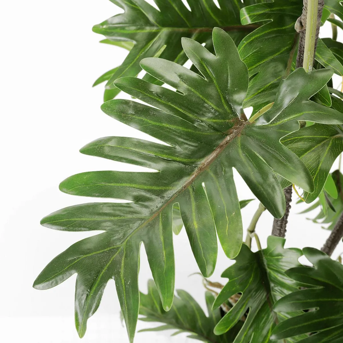Plantas Verdes|Plantas De Interior>DecoWoerner Filodendro Partido En Maceta Negra verde