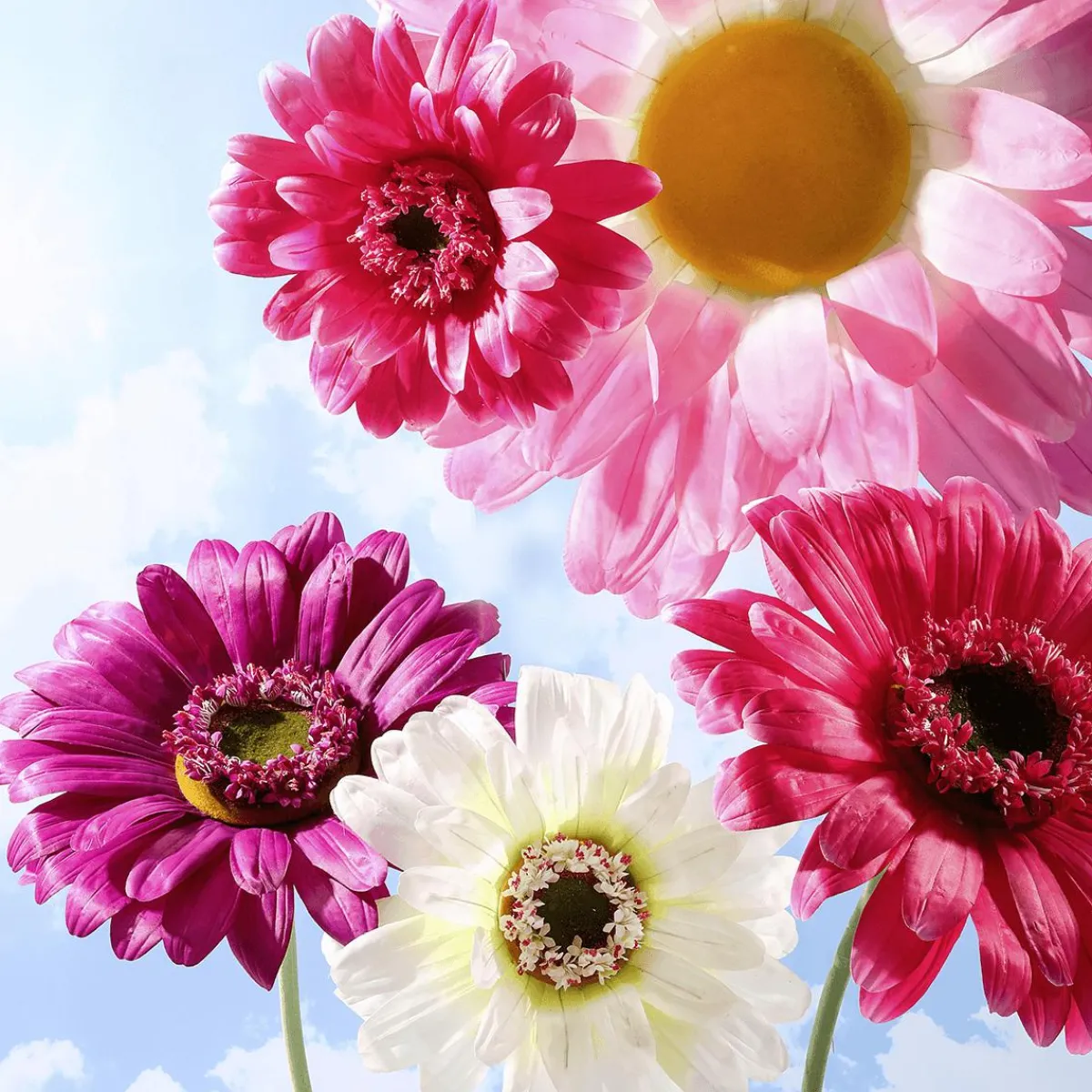 Decoración De Primavera|Cabezas De Flores Artificiales>DecoWoerner Flor De Gerbera Gigante Artificial, blanco