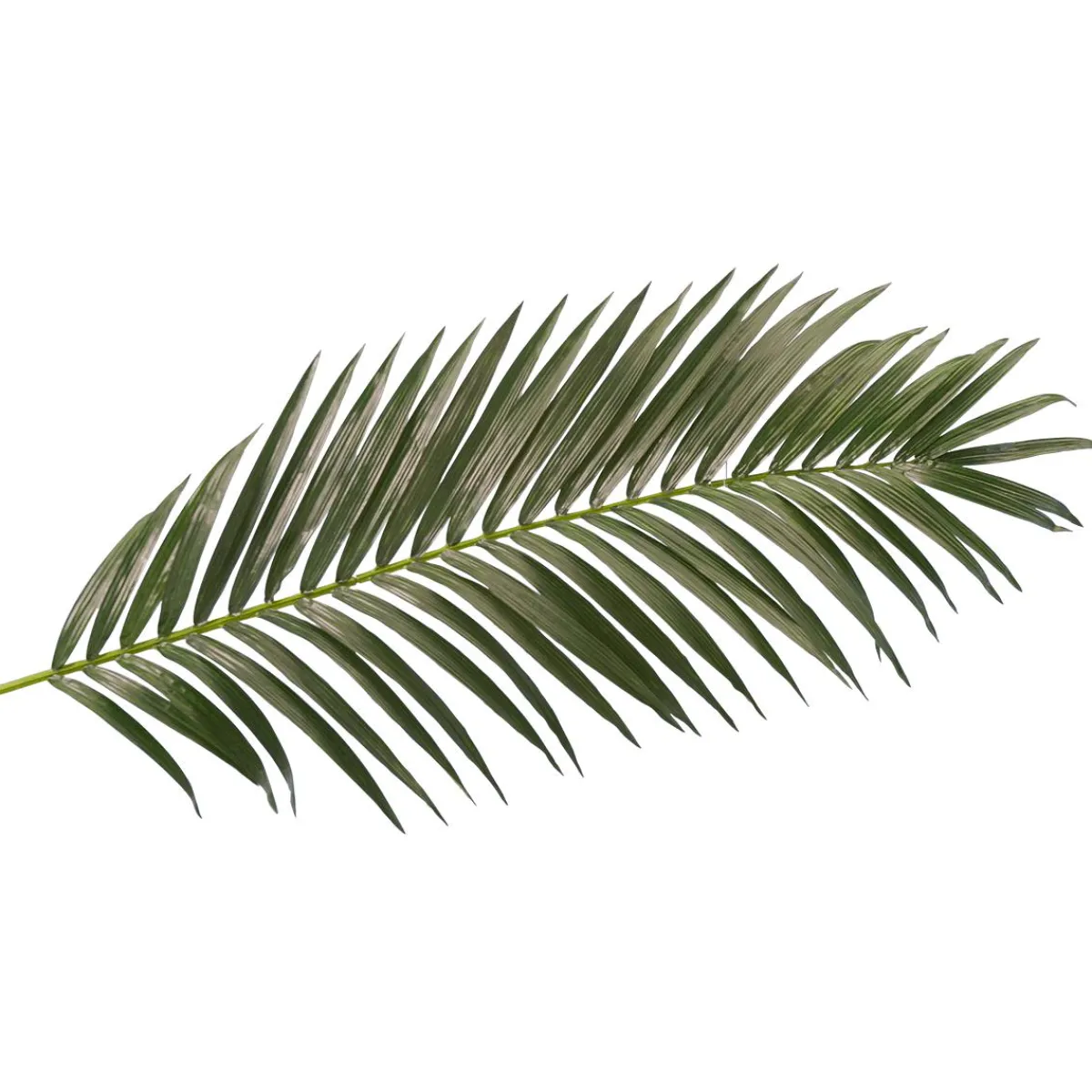 Decoración De Verano|Hojas>DecoWoerner Fronda De Areca Gigante Decorativa, Longitud 180 Cm verde