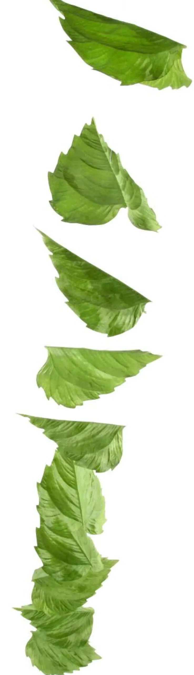 Decoración De Primavera|Decoración De Otoño>DecoWoerner Guirnalda Artificial De Hojas De Abedul 160 Cm verde