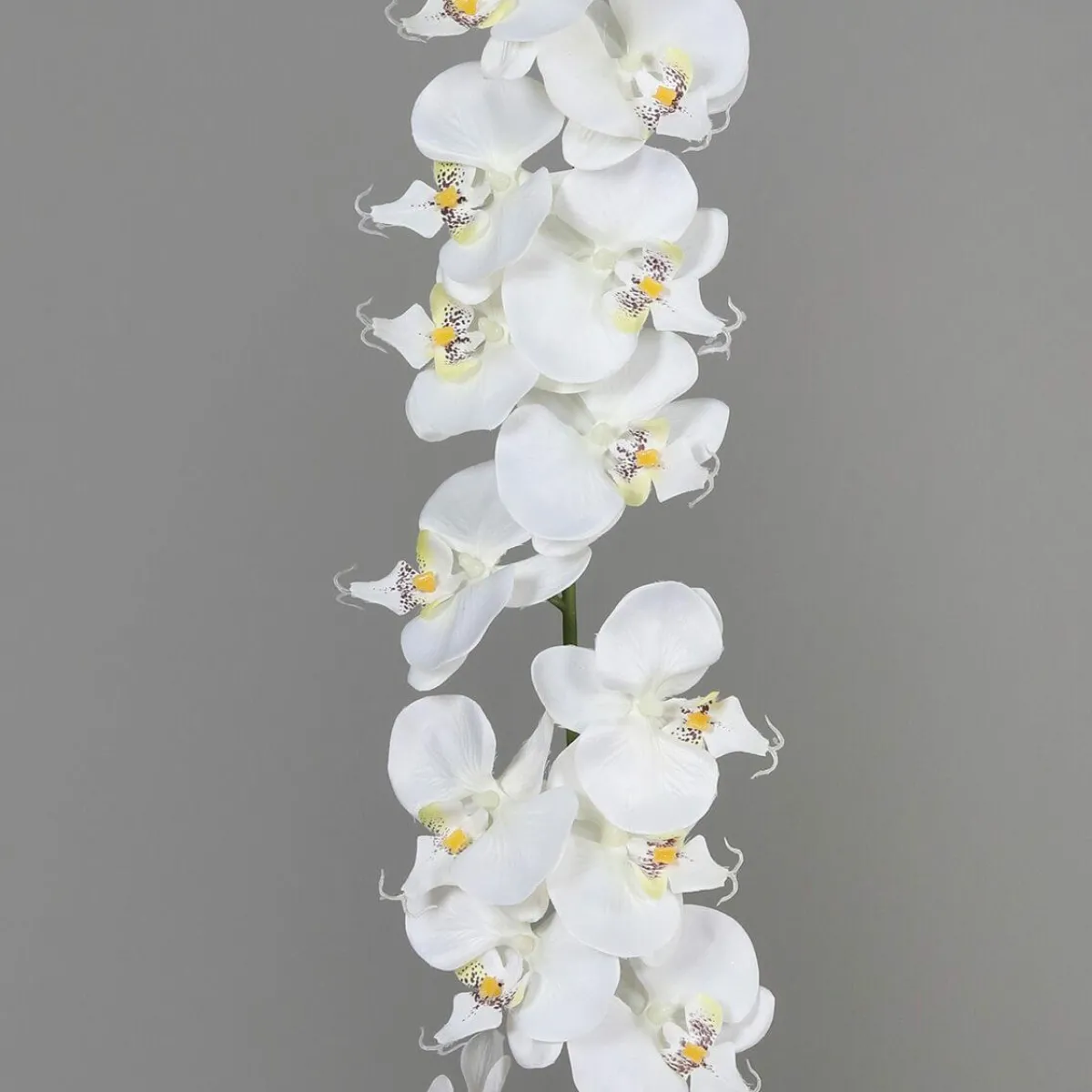 Guirnaldas Y Vides|Flores Artificiales>DecoWoerner Guirnalda De Orquídeas Artificiales Blancas 175 Cm blanco