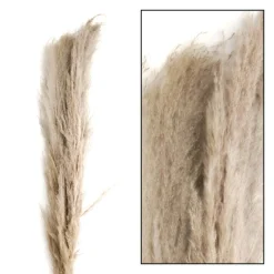 Decoración Natural|Hierba Decorativa>DecoWoerner Hierba De La Pampa Seca De Verdad Paquete De Tres 150 Cm marrón