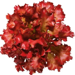 Verduras Y Hierbas><noscript><img width=