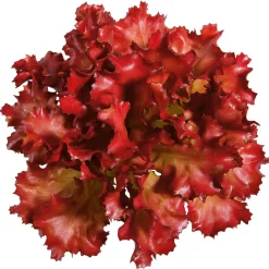 Verduras Y Hierbas><noscript><img width=