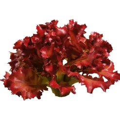 Verduras Y Hierbas><noscript><img width=