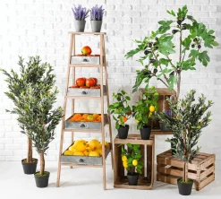 Frutas><noscript><img width=
