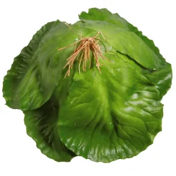 Verduras Y Hierbas><noscript><img width=
