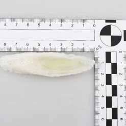 Verduras Y Hierbas>DecoWoerner Imitación De Rodajas De Puerro, 6 Piezas blanco