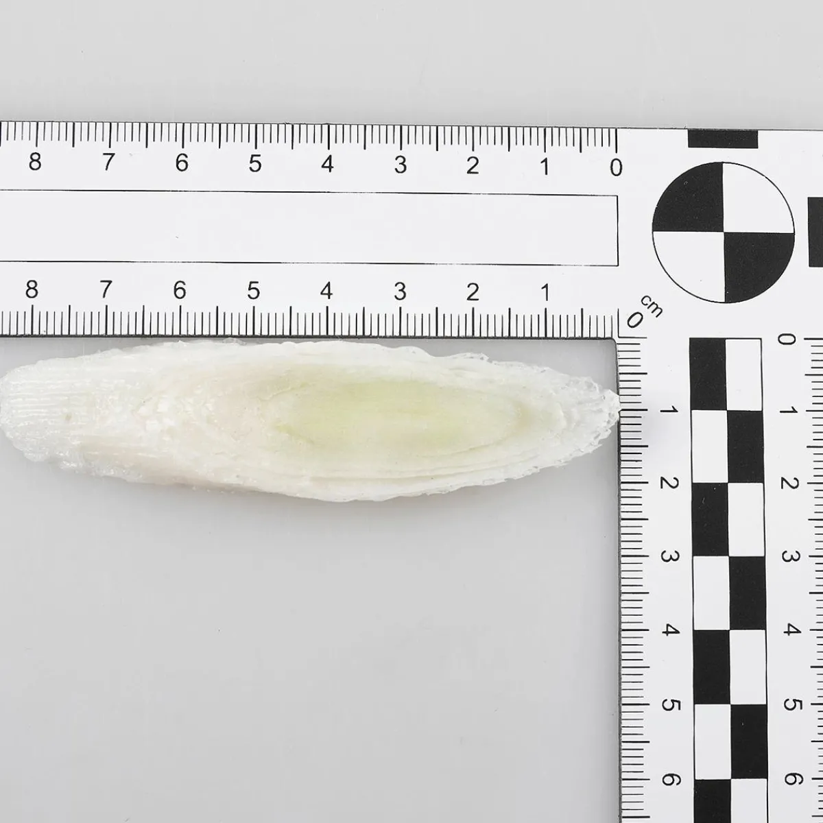 Verduras Y Hierbas>DecoWoerner Imitación De Rodajas De Puerro, 6 Piezas blanco