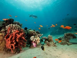 Bandera Xxl|Decoración Temática>DecoWoerner Lona XXL Arrecife De Coral Con Peces Exóticos 2,5 X 3,3 M azul