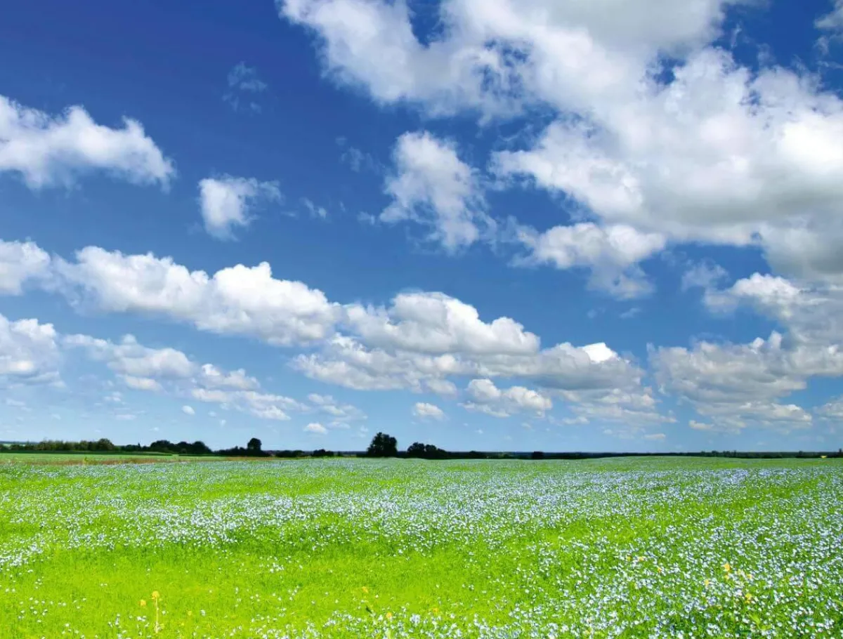Bandera Xxl|Decoración De Verano>DecoWoerner Lona XXL "Pradera Y Cielo Nublado" De Lona De Camión Ignífuga 250 X 330 Cm verde