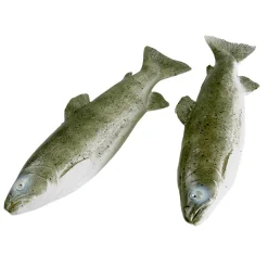 Decoración De Verano|Pescados Y Mariscos>DecoWoerner Maniquí Trucha, Pack De 2 Piezas Gris