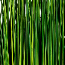 Hierba Decorativa><noscript><img width=