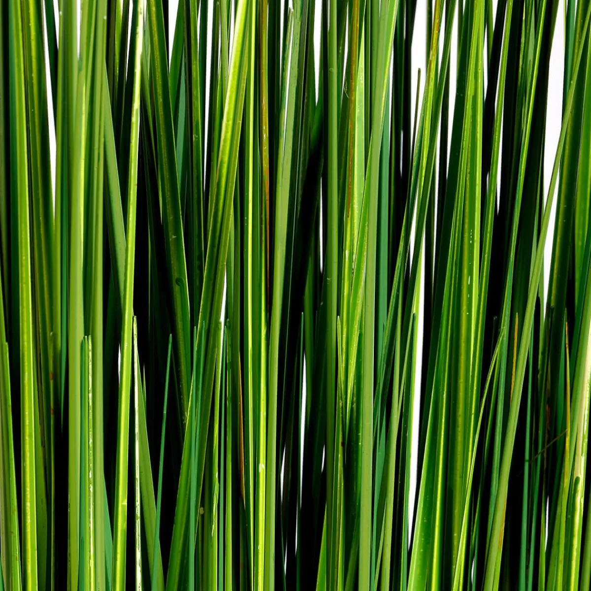 Hierba Decorativa>DecoWoerner Manojo De Hierba Decorativa 100 Cm verde