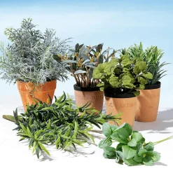 Plantas De Interior|Verduras Y Hierbas><noscript><img width=