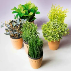 Plantas De Interior|Verduras Y Hierbas><noscript><img width=