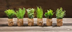 Plantas De Interior|Verduras Y Hierbas>DecoWoerner Mini Hierbas En Maceta 6 Piezas 15 Cm verde