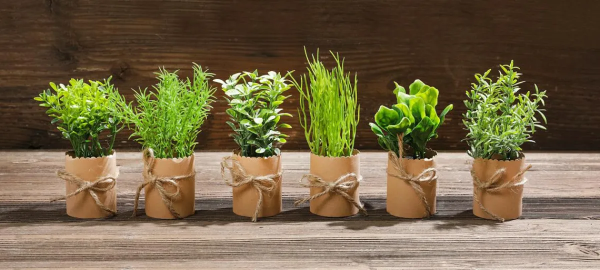 Plantas De Interior|Verduras Y Hierbas>DecoWoerner Mini Hierbas En Maceta 6 Piezas 15 Cm verde