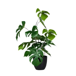 Plantas Verdes|Plantas De Interior>DecoWoerner Monstera En Maceta Negra verde