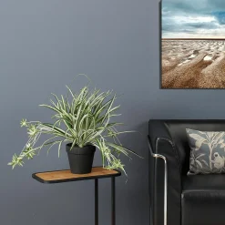 Plantas De Interior><noscript><img width=