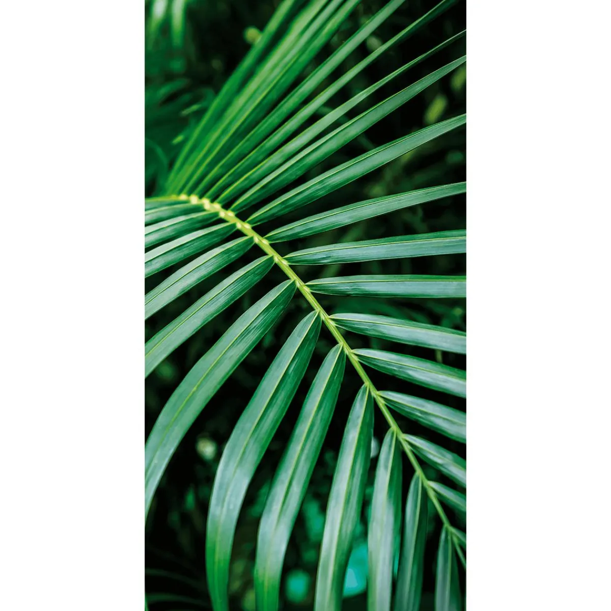 Decoración De Verano|Pancartas Temáticas>DecoWoerner Pancarta De Tela Ignífuga "Palm Frond" De Tela De Bandera 100 X 200 Cm verde