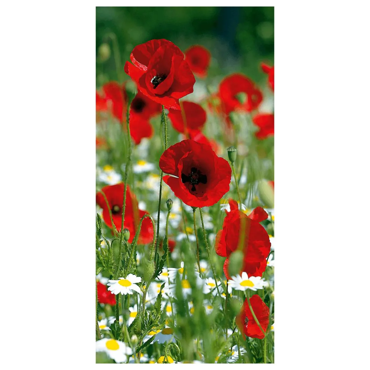 Decoración De Verano|Decoración De Primavera>DecoWoerner Pancarta De Tela Ignífuga "Amapola Roja" De Tela De Bandera 100 X 200 Cm rojo