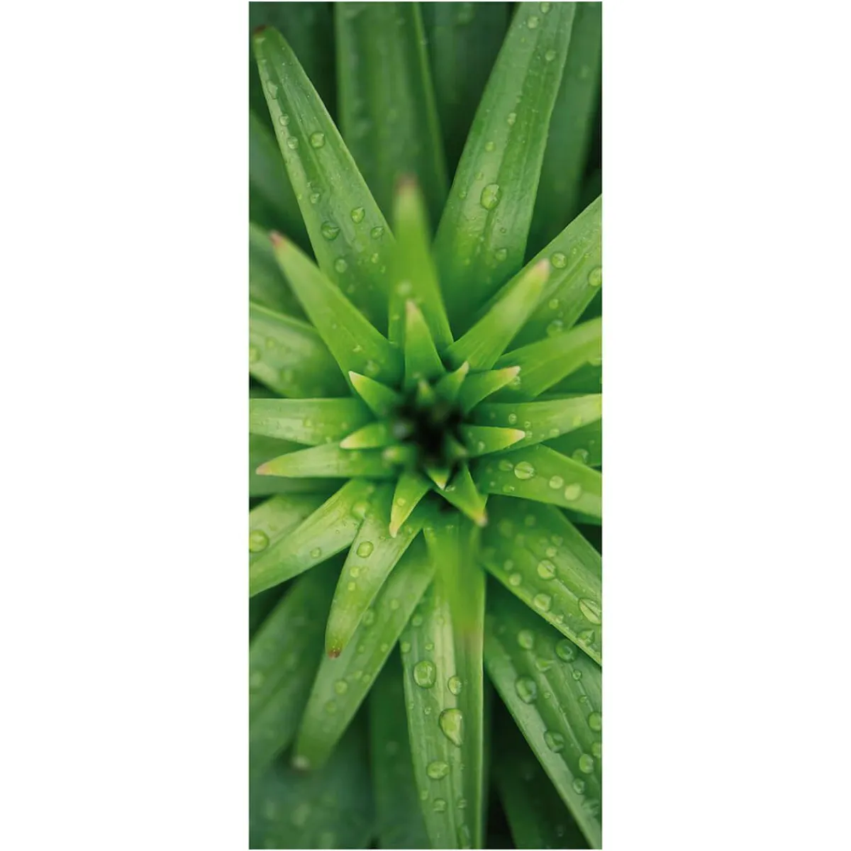 Decoración De Verano|Pancartas De Verano>DecoWoerner Pancarta De Tela Ignífuga "Hojas De Piña" De Tela De Bandera 75 X 180 Cm verde
