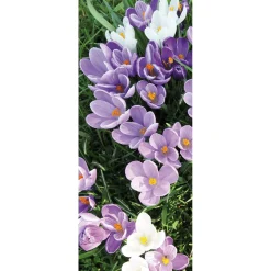 Decoración De Primavera|Pancartas De Primavera>DecoWoerner Pancarta De Tela Ignífuga Blanca Y Púrpura De Azafranes 75 X 180 Cm violeta
