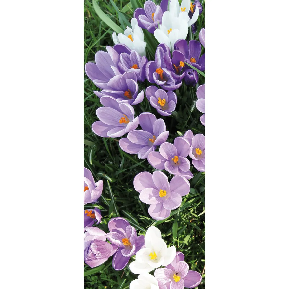 Decoración De Primavera|Pancartas De Primavera>DecoWoerner Pancarta De Tela Ignífuga Blanca Y Púrpura De Azafranes 75 X 180 Cm violeta