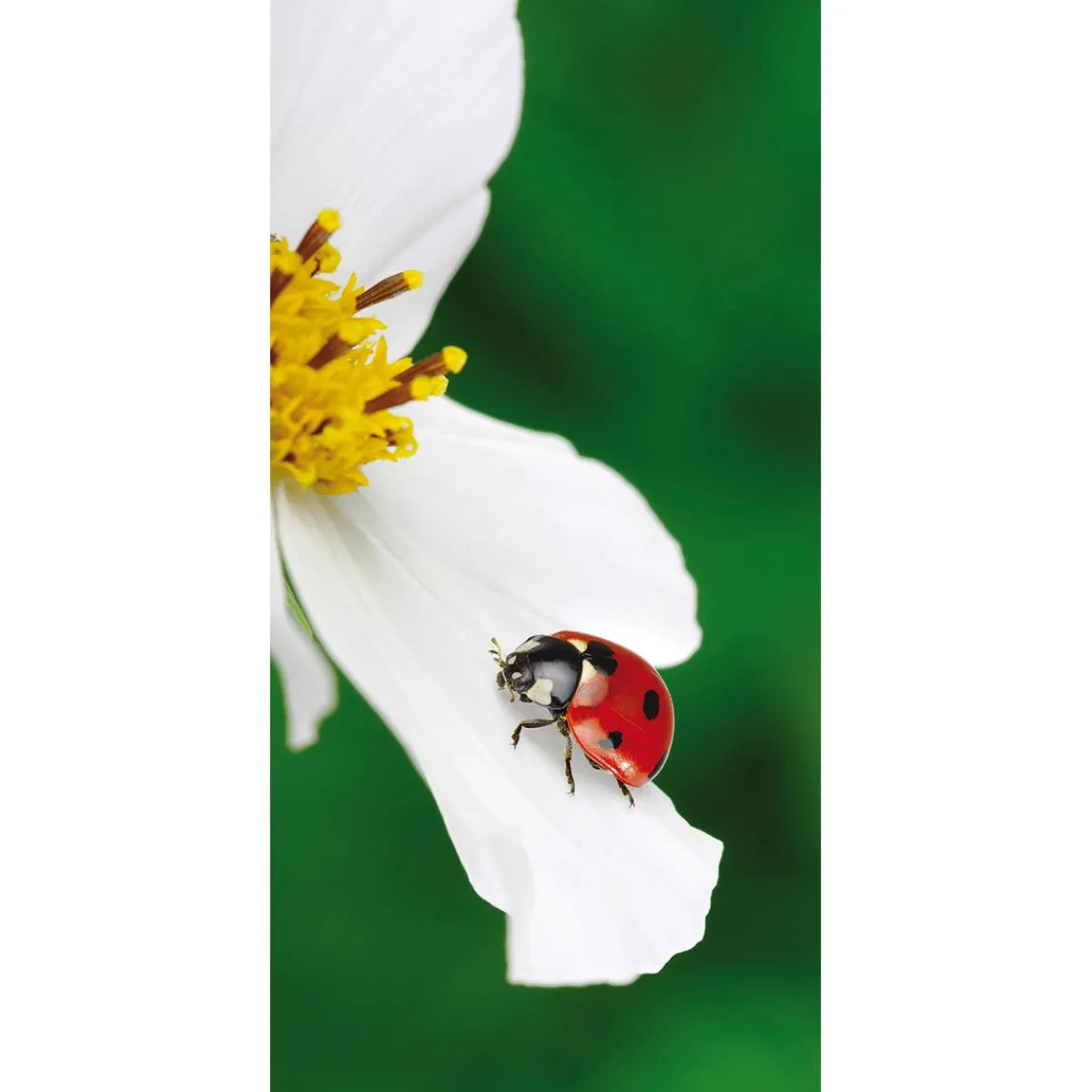 Decoración De Primavera|Pancartas De Primavera>DecoWoerner Pancarta De Tela Ignífuga "Mariquita Sobre Flor Blanca" En Tela De Pancarta 100 X 200 Cm rojo