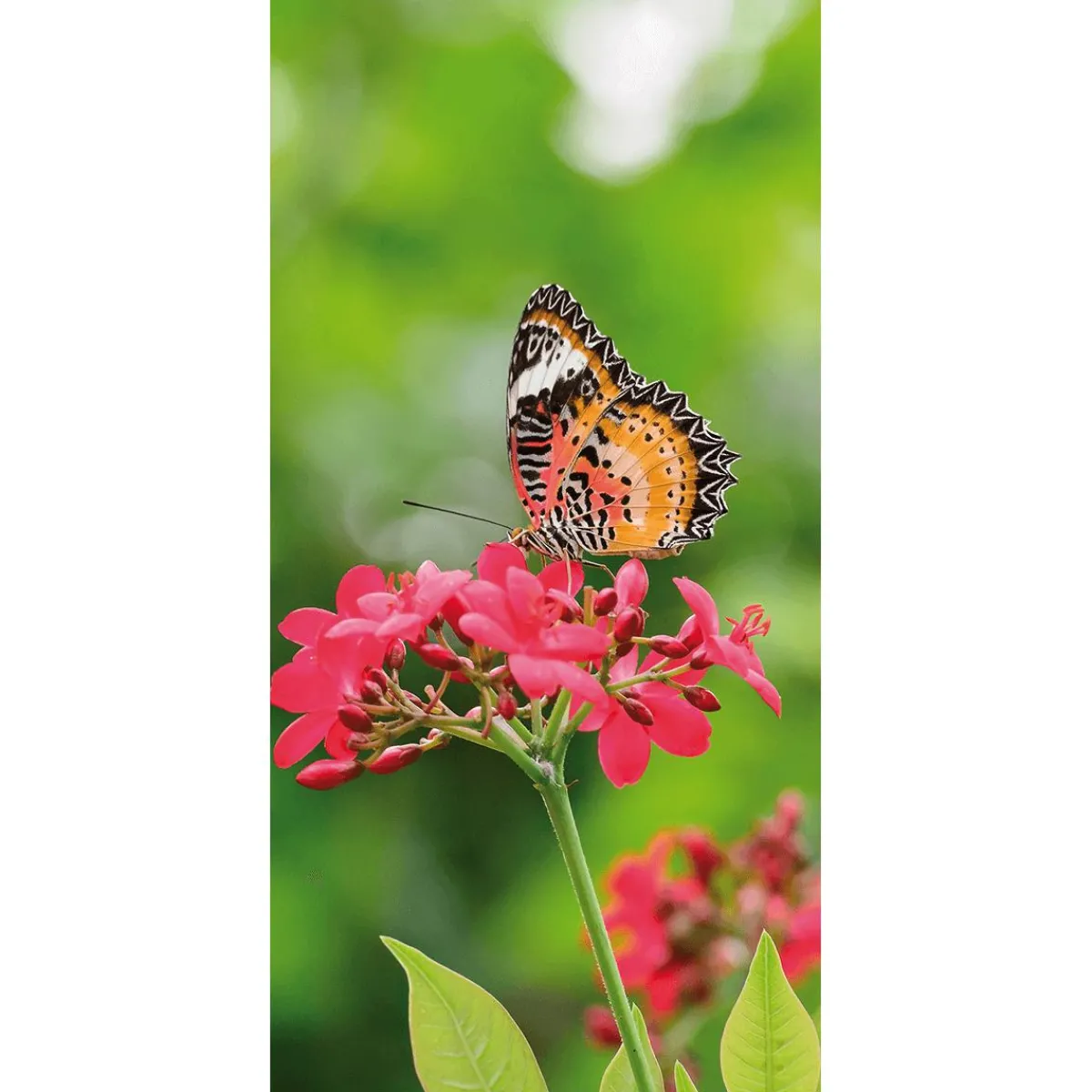 Decoración De Verano|Decoración De Primavera>DecoWoerner Pancarta De Tela Ignífuga "Mariposa Sobre Flor Roja" En Tela De Pancarta 100 X 200 Cm rojo