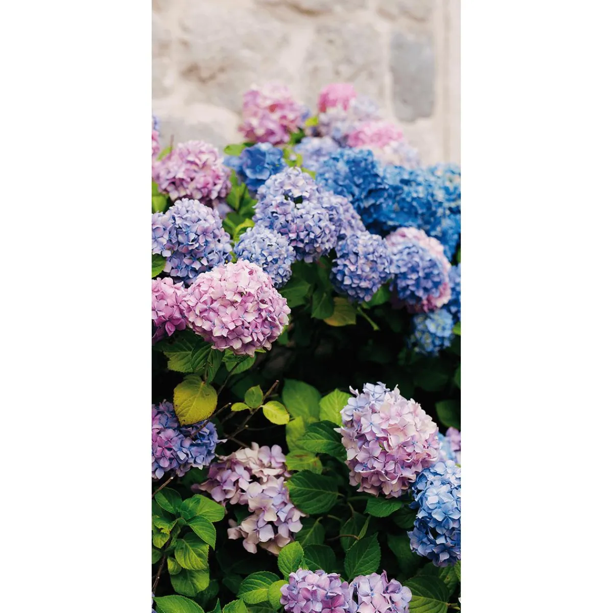 Decoración De Verano|Decoración De Primavera>DecoWoerner Pancarta De Tela Ignífuga "hortensias s, Moradas Y Azules" De Tela De Bandera 100 X 200 Cm rosa