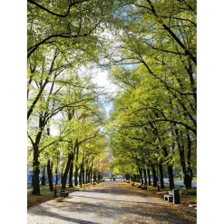 Bandera Xxl>DecoWoerner Pancarta De Tela XL "Avenida En El Parque" De Tela De Bandera Ignífuga 150 X 200 Cm verde