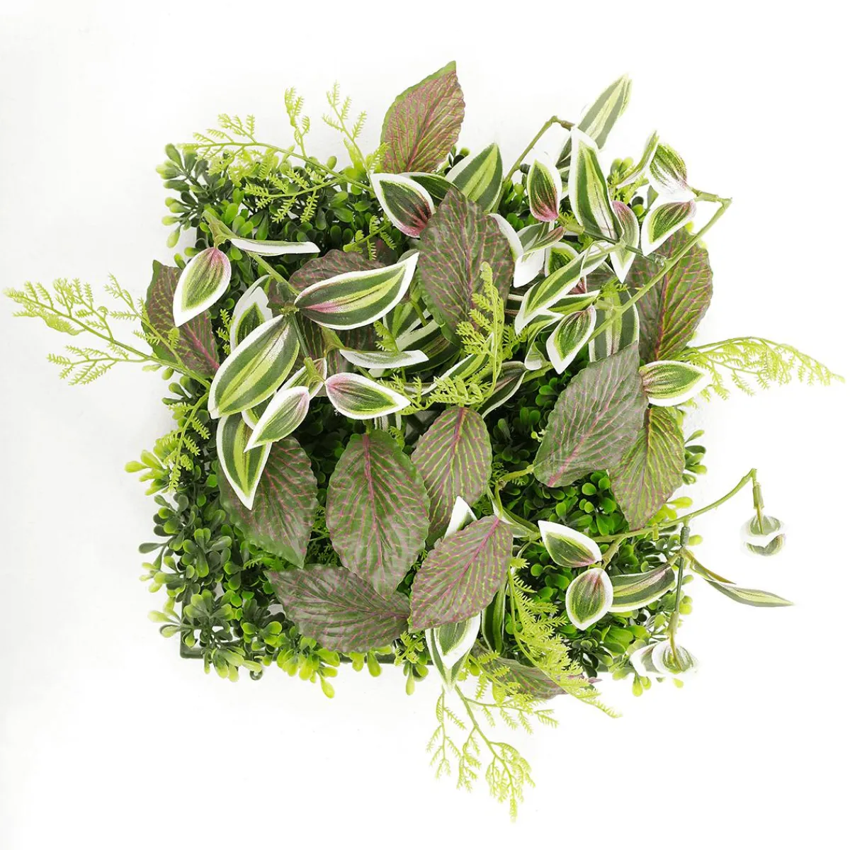 Decoración De Verano|Paredes De Plantas>DecoWoerner Panel Artificial De Arbusto De Fitonia 25 X 25 Cm verde