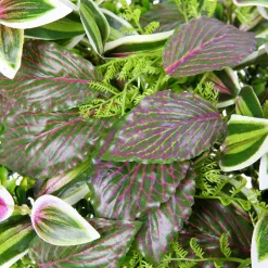 Decoración De Verano|Paredes De Plantas><noscript><img width=