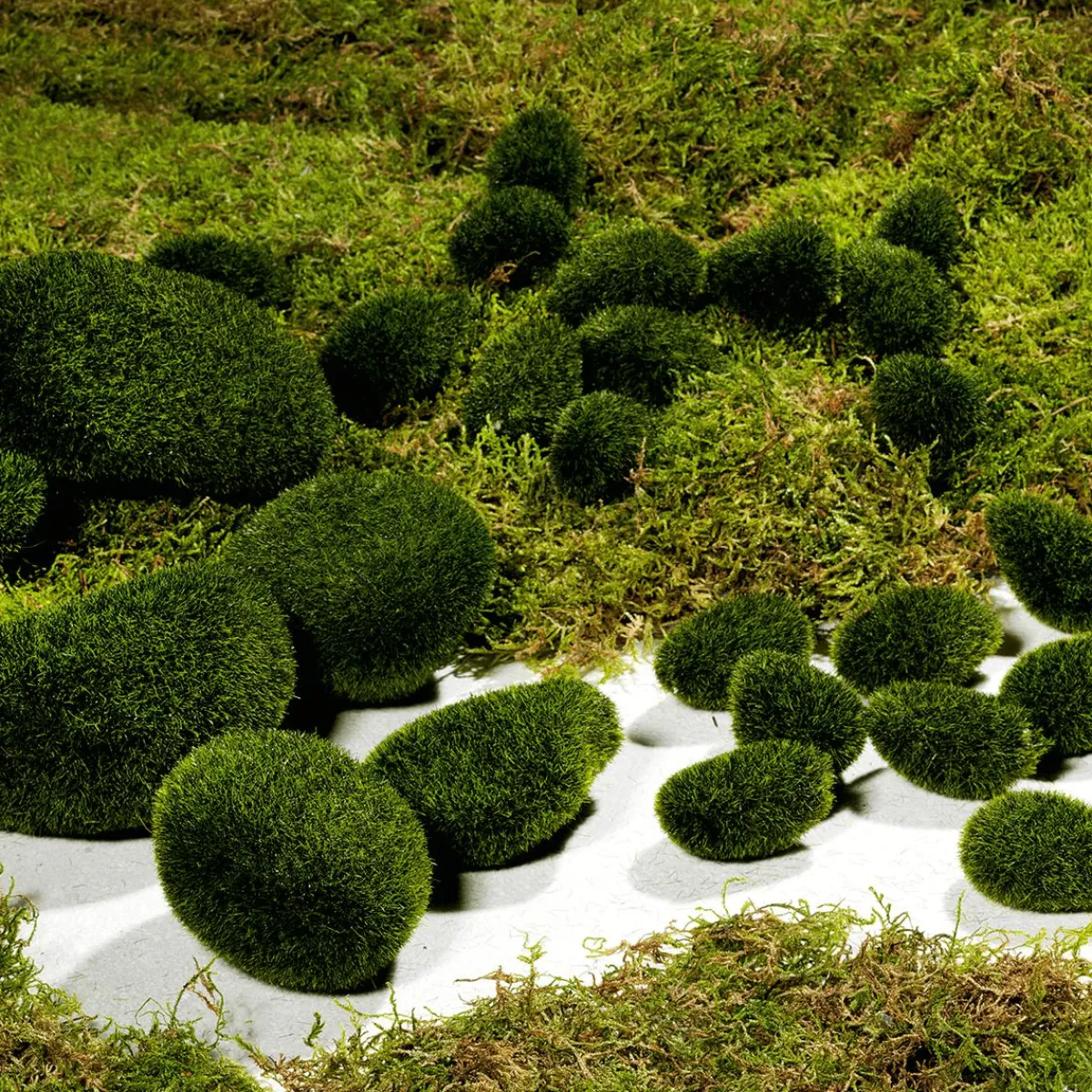 Decoración Dispersa>DecoWoerner Piedras Decorativas Con Musgo, 6 Piezas verde