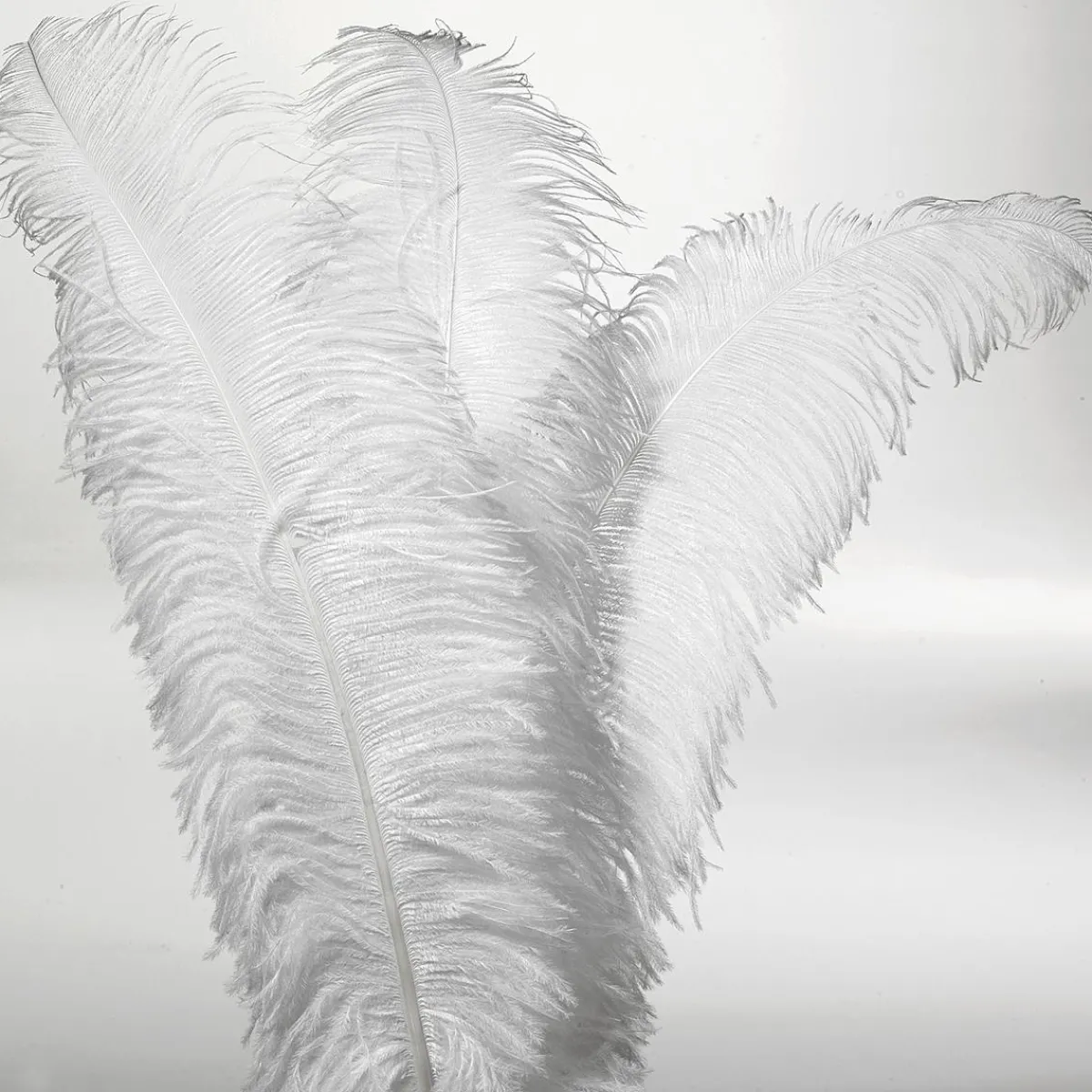 Decoración Temática>DecoWoerner Pluma De Avestruz, Color blanco