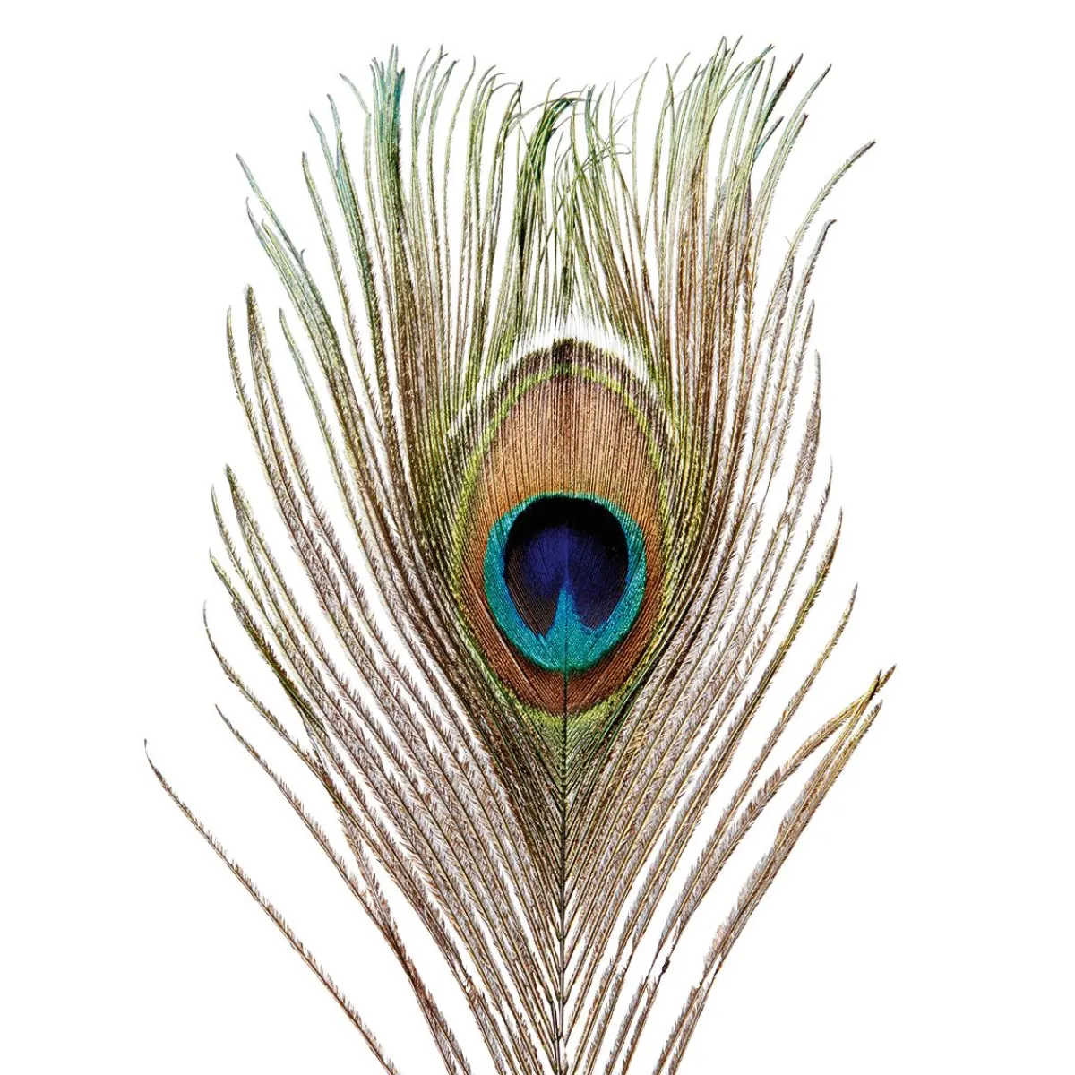 Decoración Dispersa>DecoWoerner Plumas De Pavo Real, 10 Piezas verde