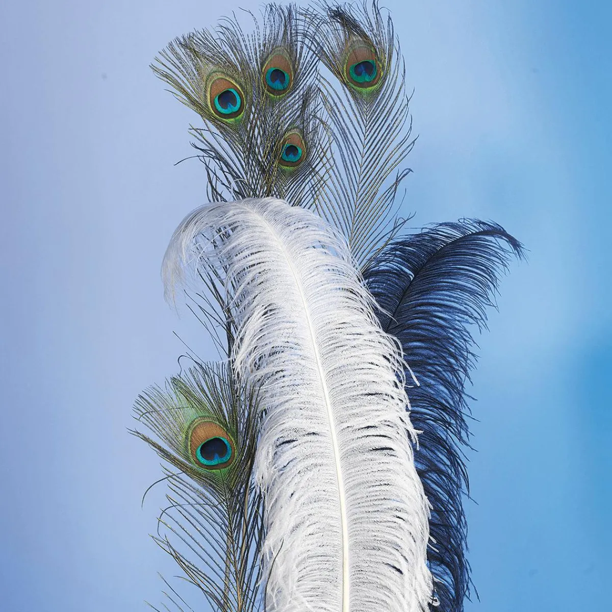 Decoración Dispersa>DecoWoerner Plumas De Pavo Real, 10 Piezas verde
