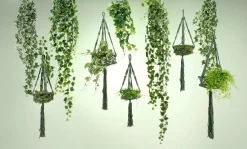 Decoración De Primavera|Plantas Verdes>DecoWoerner Tradecantia Colgante En Maceta De 65 Cm verde