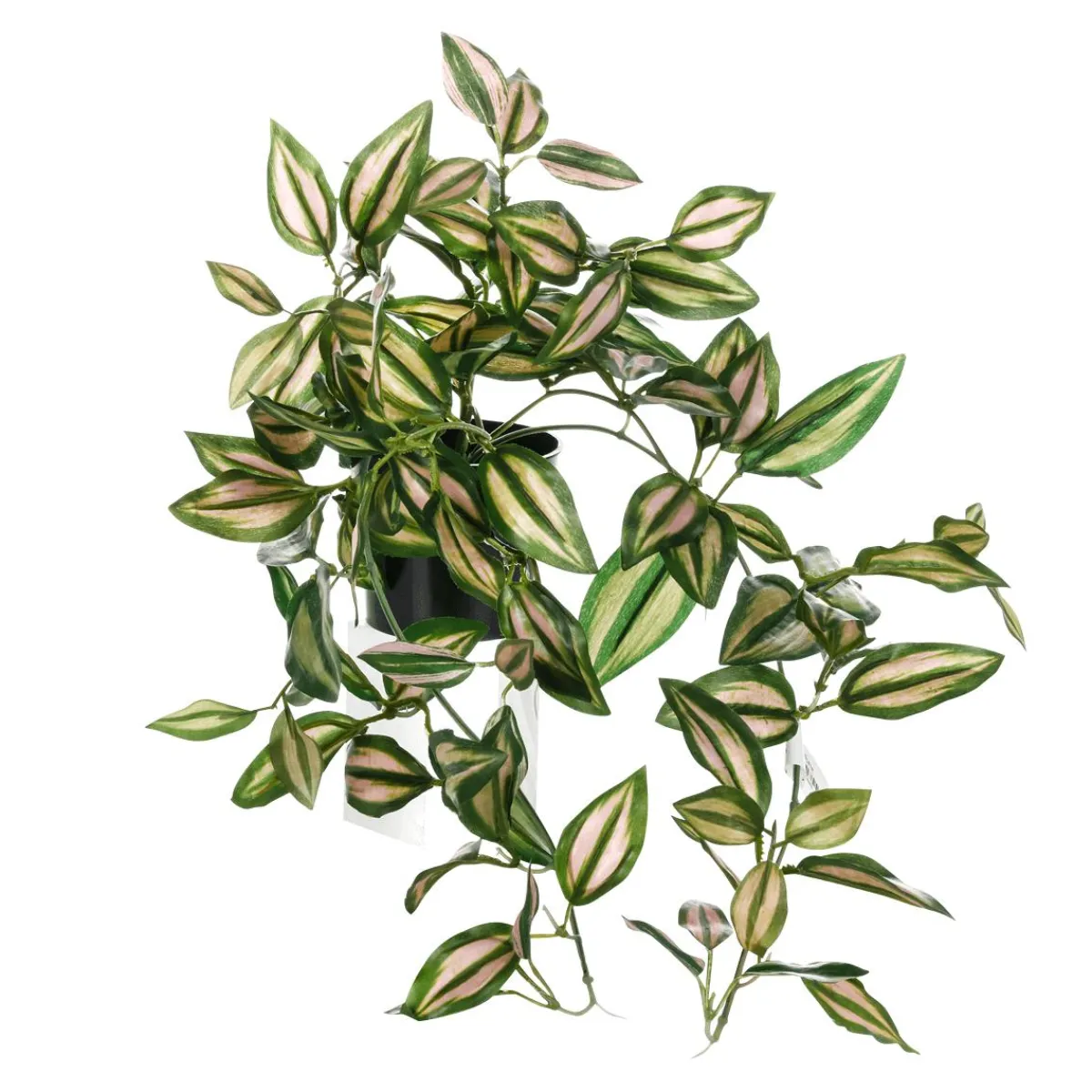 Decoración De Primavera|Plantas Verdes>DecoWoerner Tradecantia Colgante En Maceta De 30 Cm De Altura verde