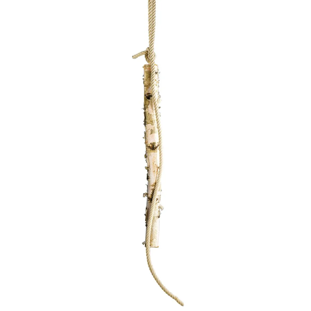 Decoración Natural>DecoWoerner Tronco De Abedul 100 Cm Aprox. 6-10 Cm Ø Beige