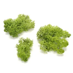 Decoración Natural|Césped Artificial>DecoWoerner Verdadero Musgo Natural 500 G verde